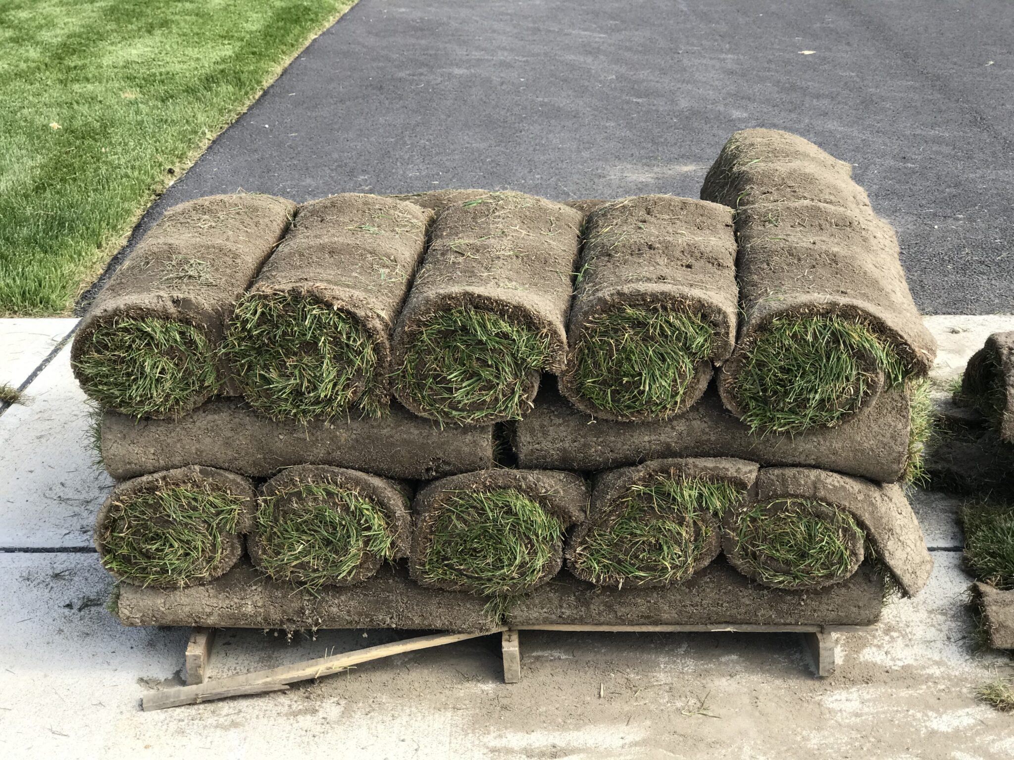 How to Care for New Sod (Key Things You Need to Know)