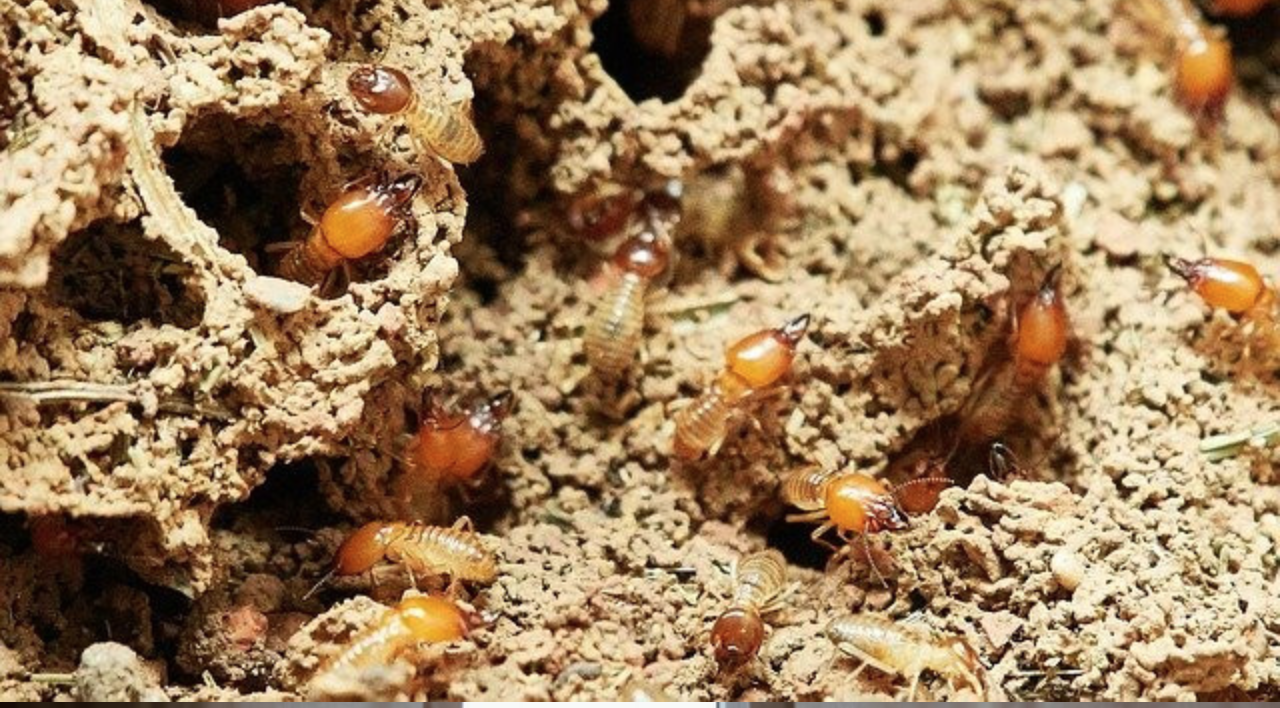 Are Termite Bait Stations Effective? - Termites