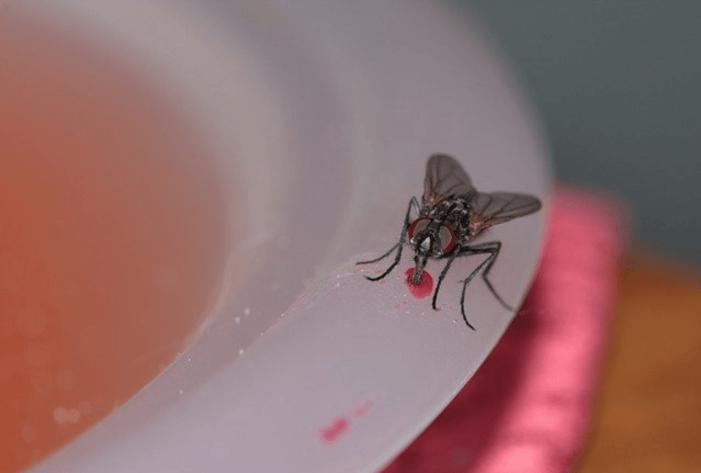 Fly eating