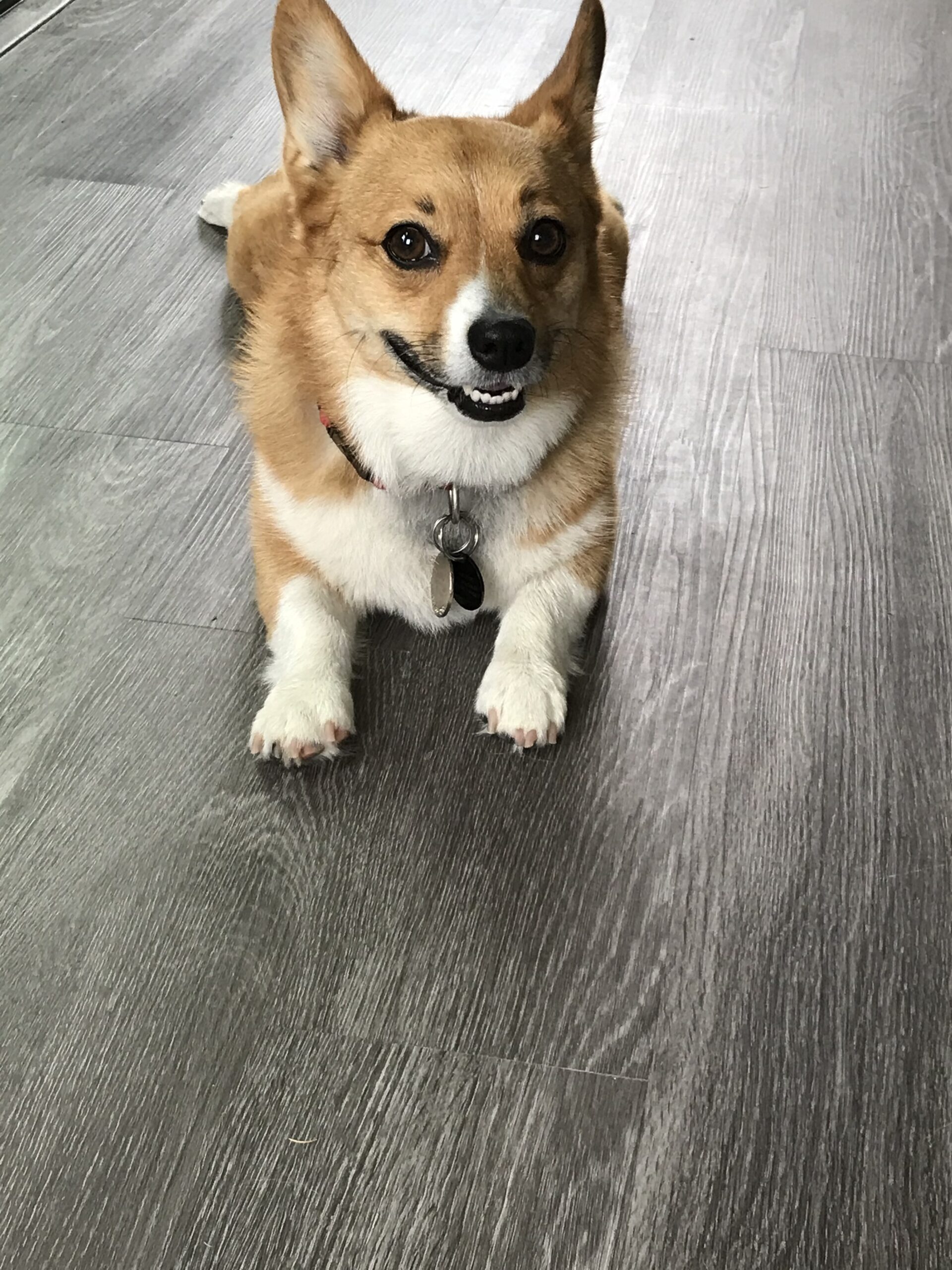 Pros and Cons of Invisible Electric Dog Fences (With My Own Experience)