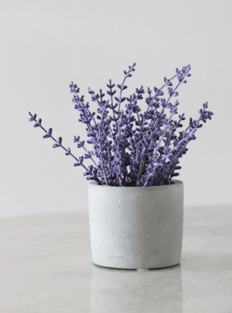 Lavender