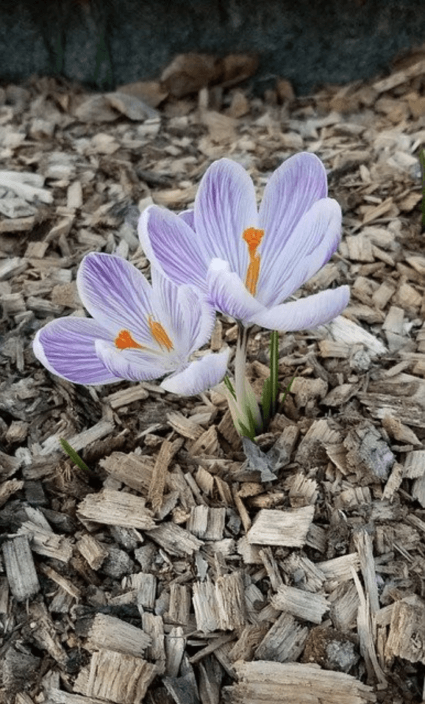 Example of mulch