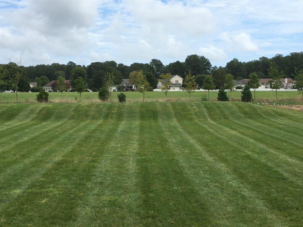 Mound of my septic system