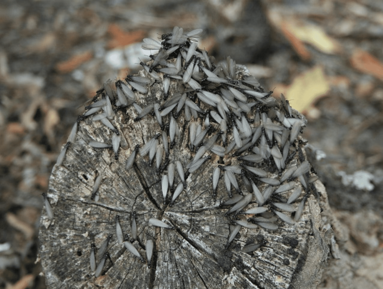 Termites Top 11 Signs To Watch Out For (With Helpful Videos)