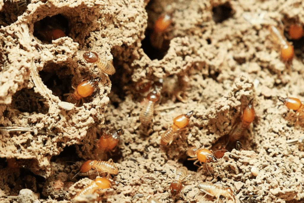 Termites making Wood Hollowed