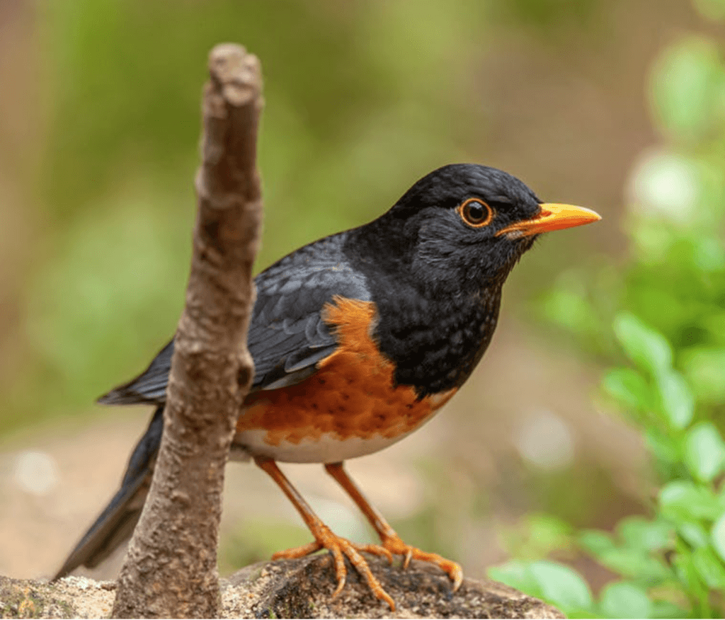 What Do Robins Eat? (And What Should You Feed Them)