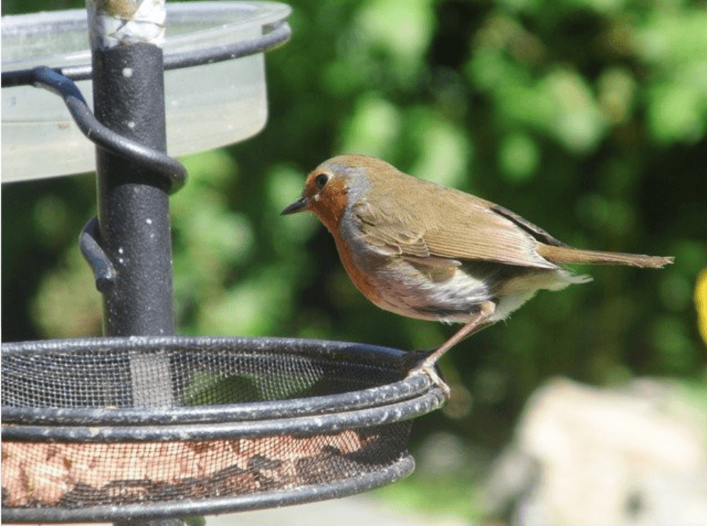 Bird feeder with Robin