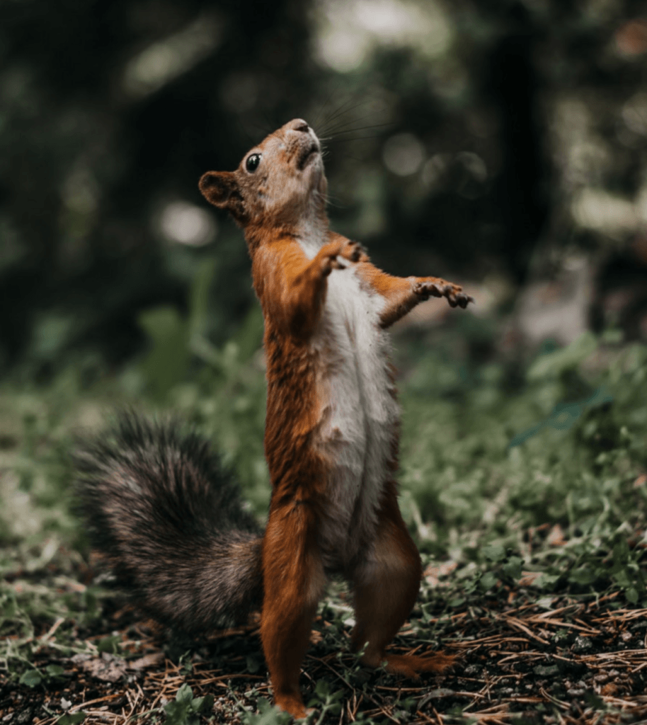 Squirrel standing