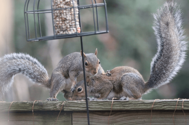 Bird feeder and squirrels