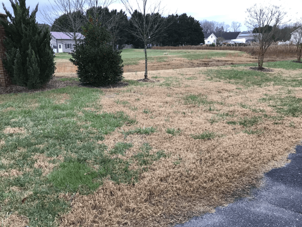 why-does-grass-go-dormant-in-the-winter-and-what-to-do