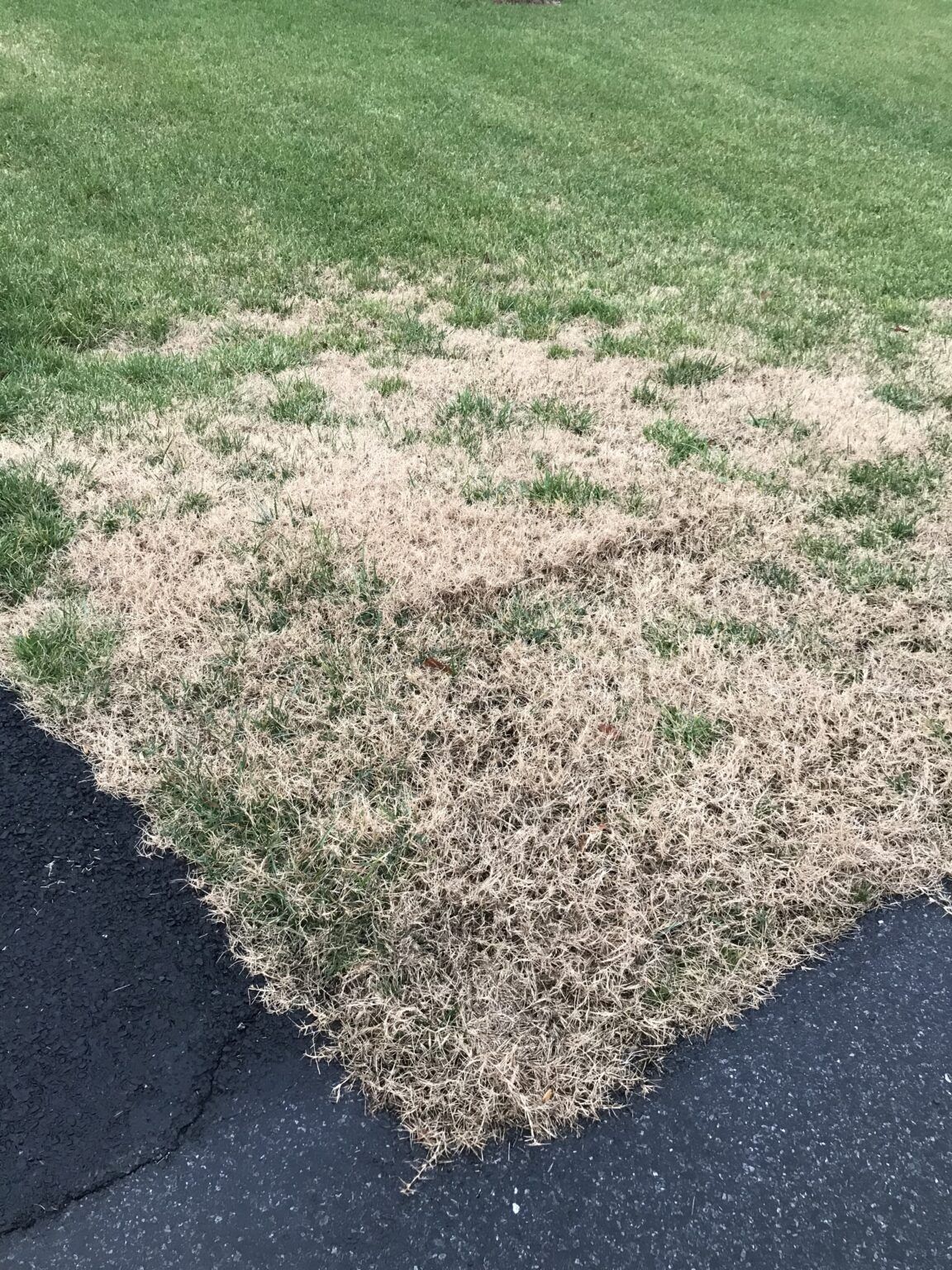 Why Does Grass Go Dormant in the Winter? (And What To Do)