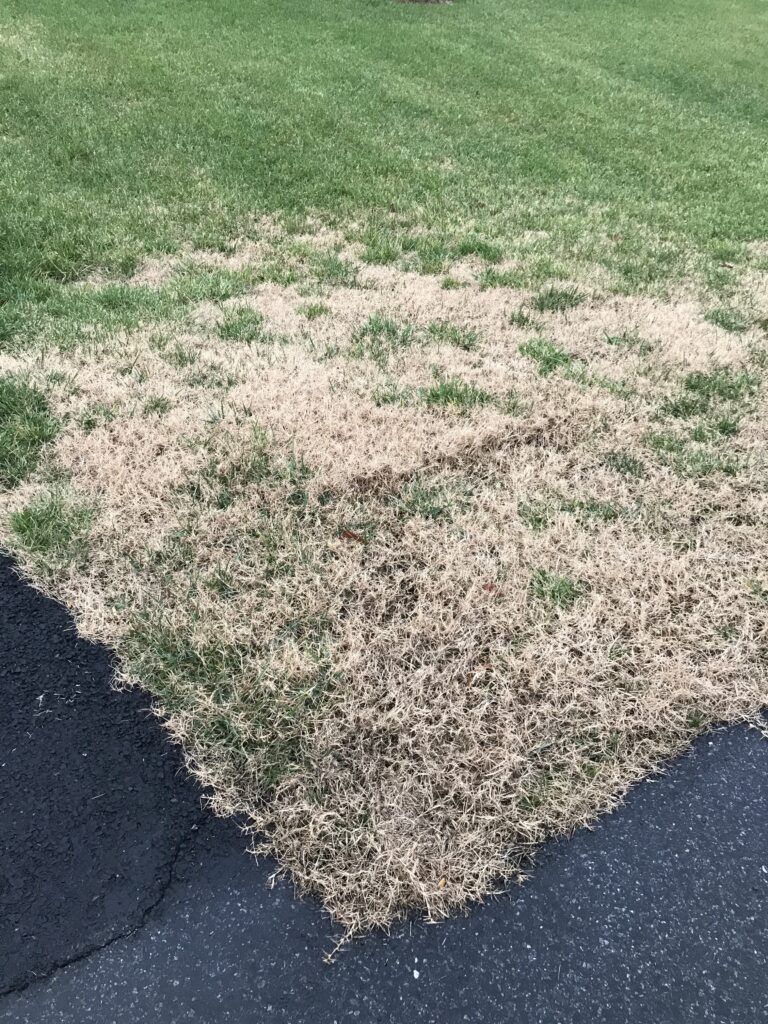 Why Does Grass Go Dormant in the Winter? - Grass with signs of dormancy
