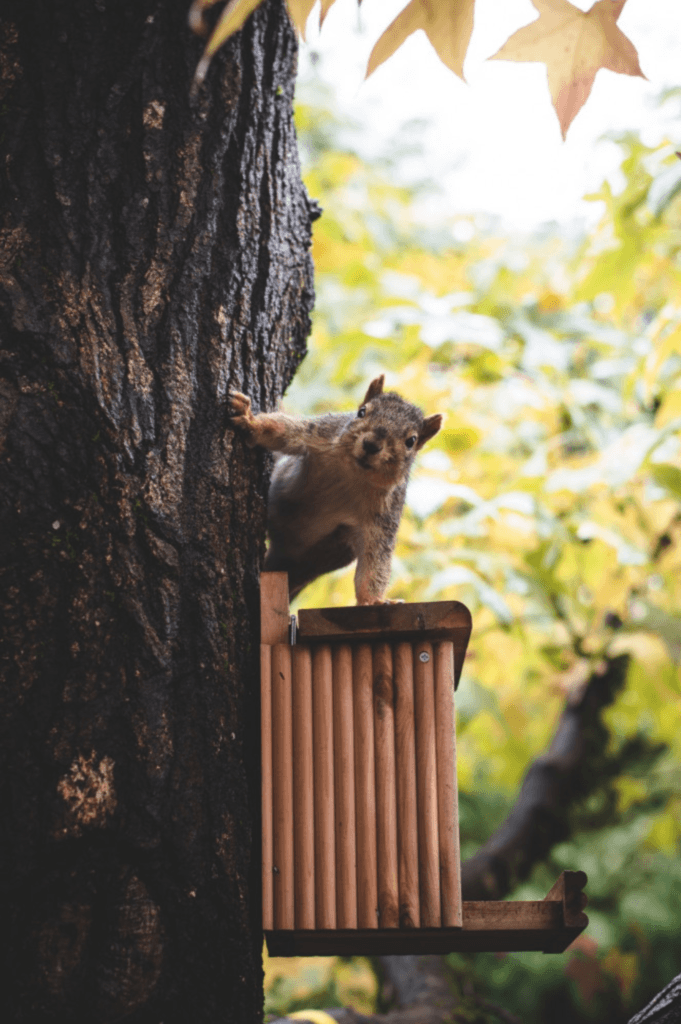 Squirrel on tree