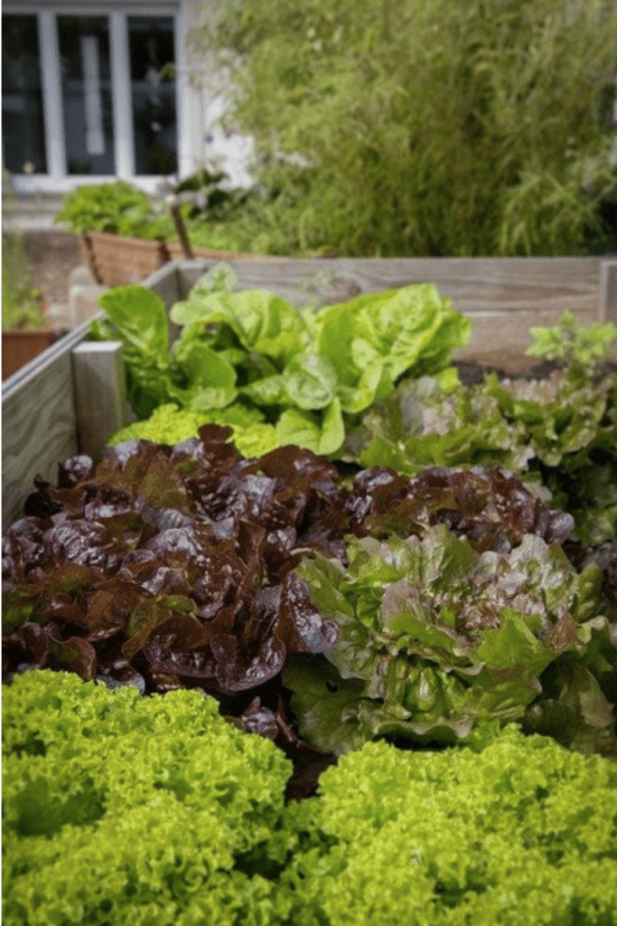 What To Consider When Building Raised Garden Beds - Garden bed with lettuce