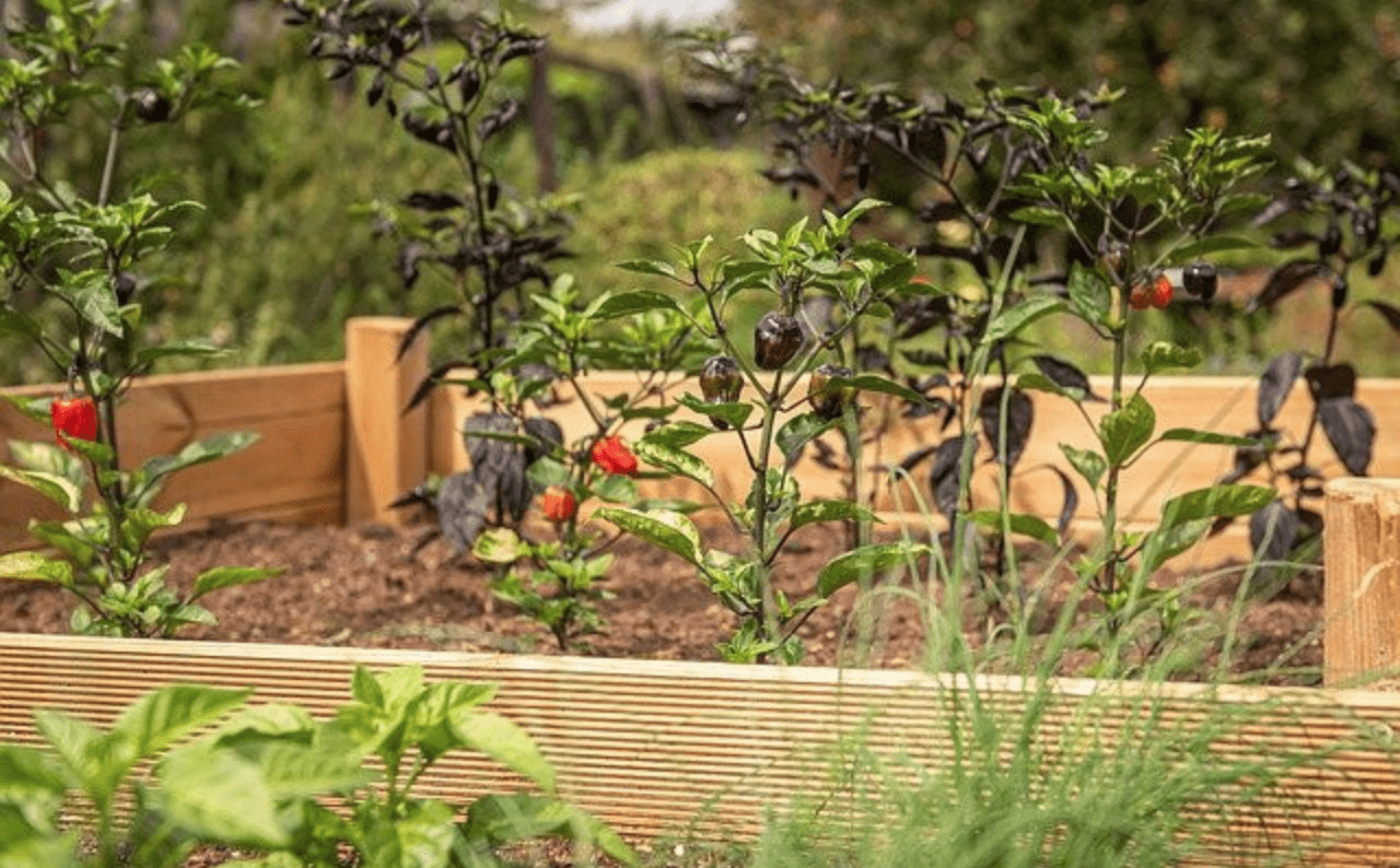 What To Consider When Building Raised Garden Beds - Raised Garden Bed example