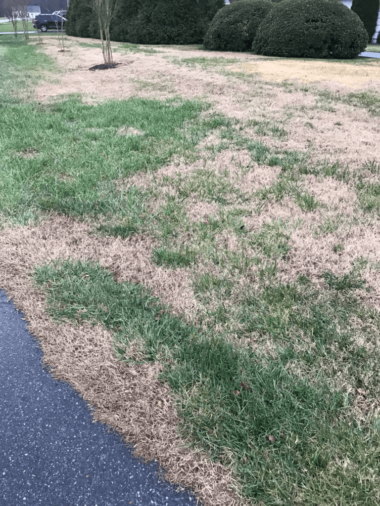 Why Does Grass Go Dormant in the Winter? - Example of grass going dormant