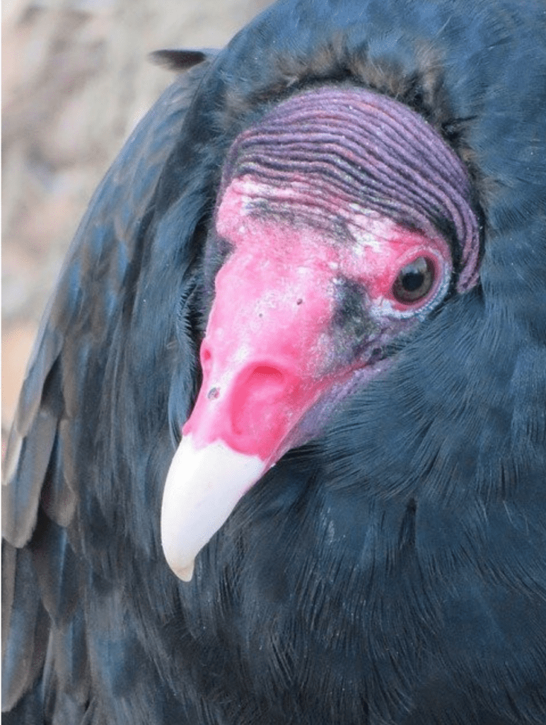 Are turkey vultures dangerous? - Turkey vulture close-up