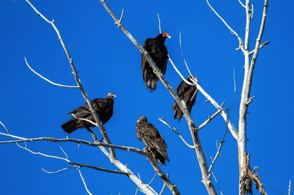 are-turkey-vultures-dangerous-the-are-nature-s-clean-up-crew