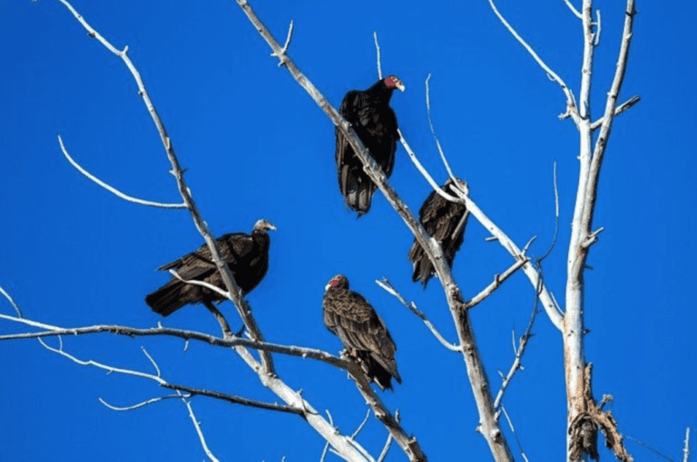 Are turkey vultures dangerous? - Turkey vultures on a tree