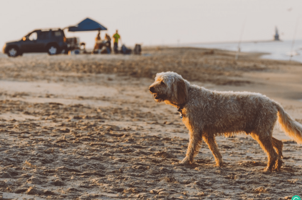 what delaware beaches allow dogs