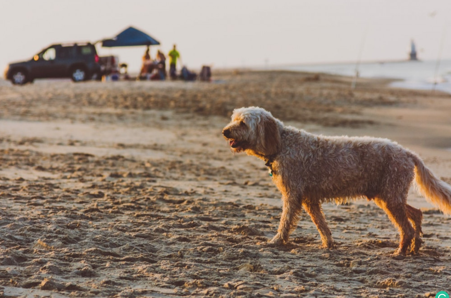 Is Rehoboth Beach Dog Friendly? - Dog at the beach