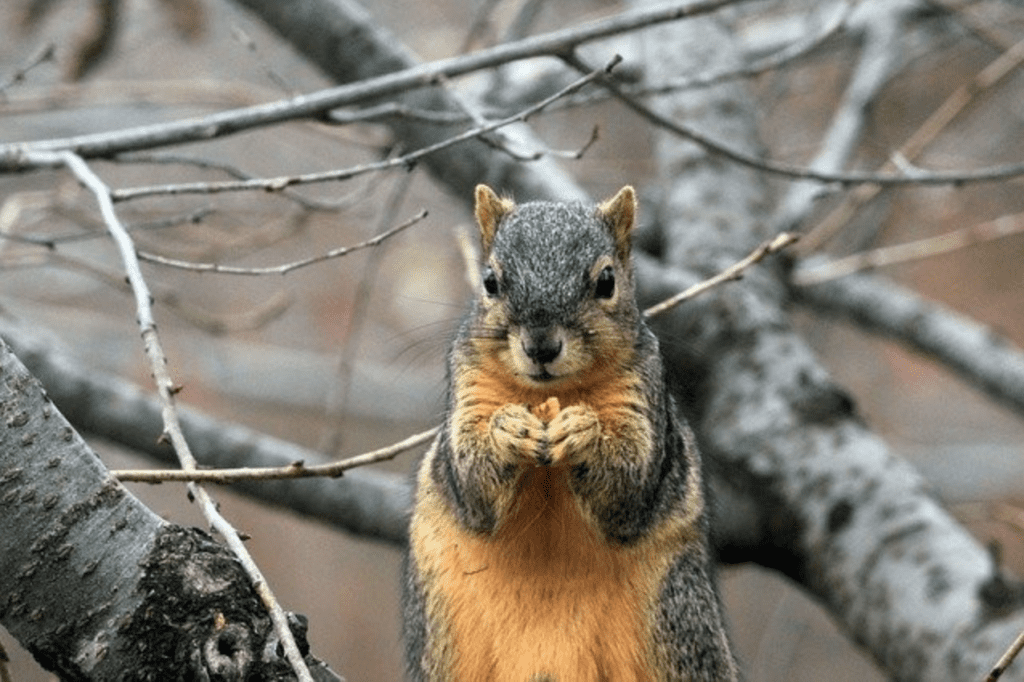 Why Does My Attic Make Noises? - Squirrel