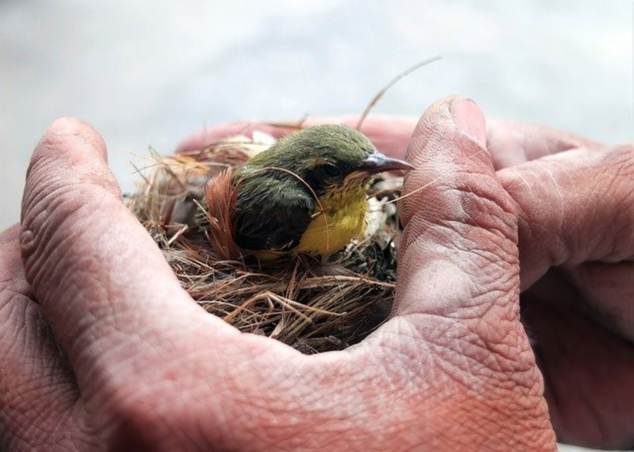 How Do I Get Rid of Birds Nest in My Dryer Vent? - Bird nest on man hands
