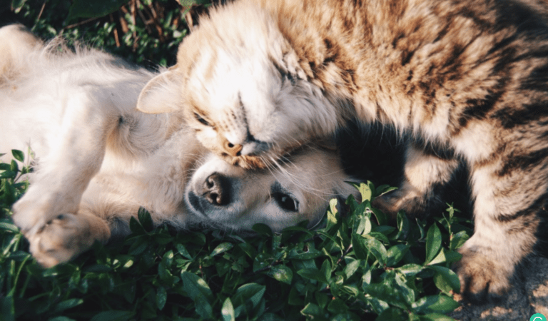Why Do We Keep Pets at Home? - Cat and dog