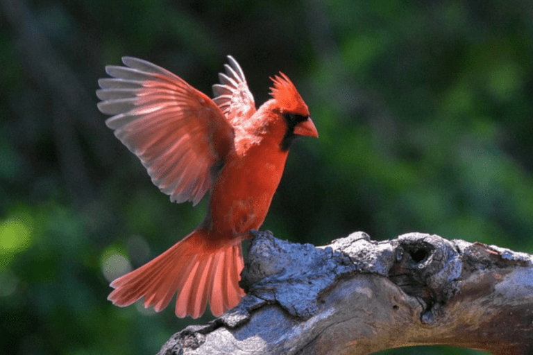 What Birds Have Red Heads? (20 Birds with Pictures and Videos)