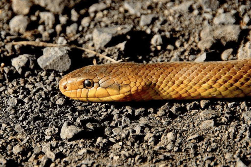 Snake Sleeping In Dream Islamic Interpretation