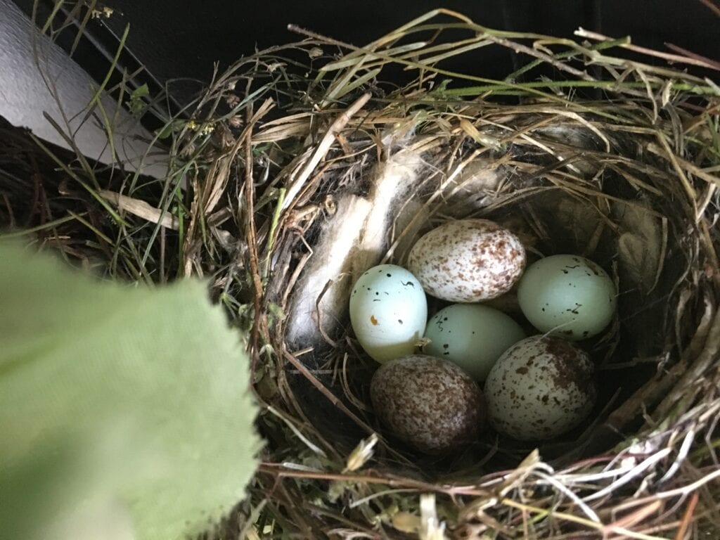 What Birds Have Red Heads? Three finge eggs and three cowbird eggs