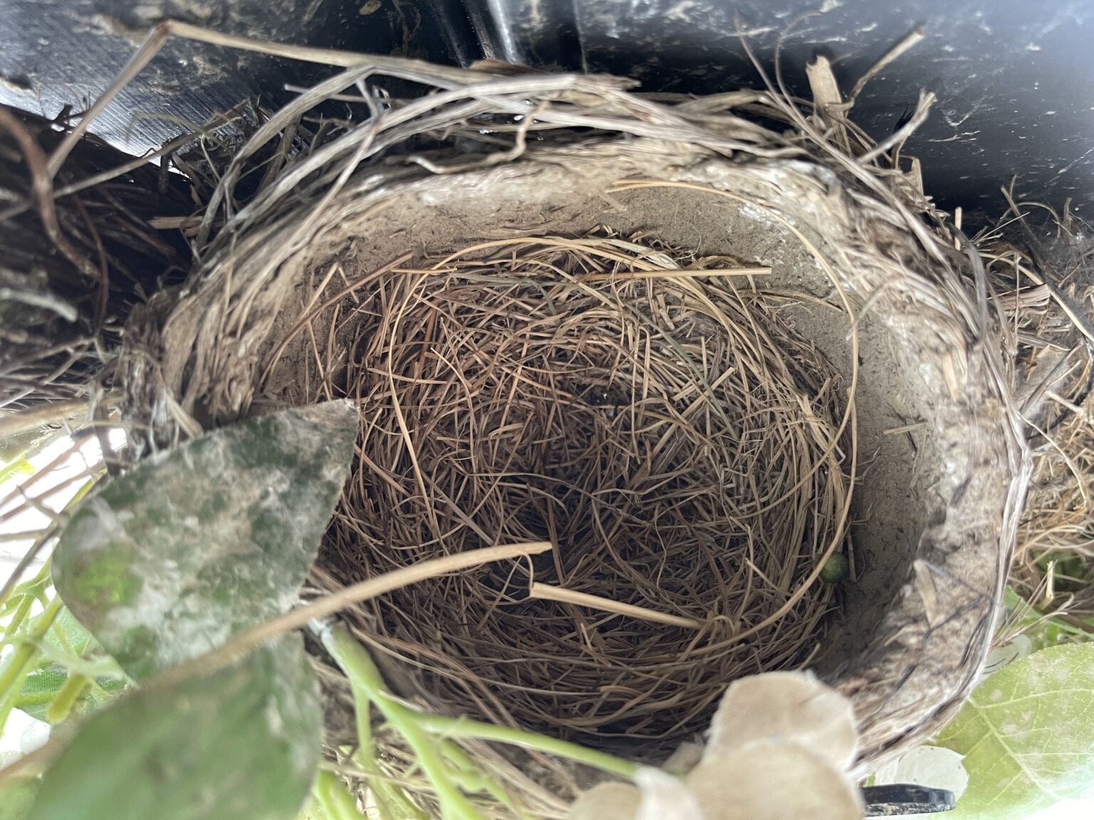 Do Robins Reuse Nests? (No, But May Repurpose Existing Nests)