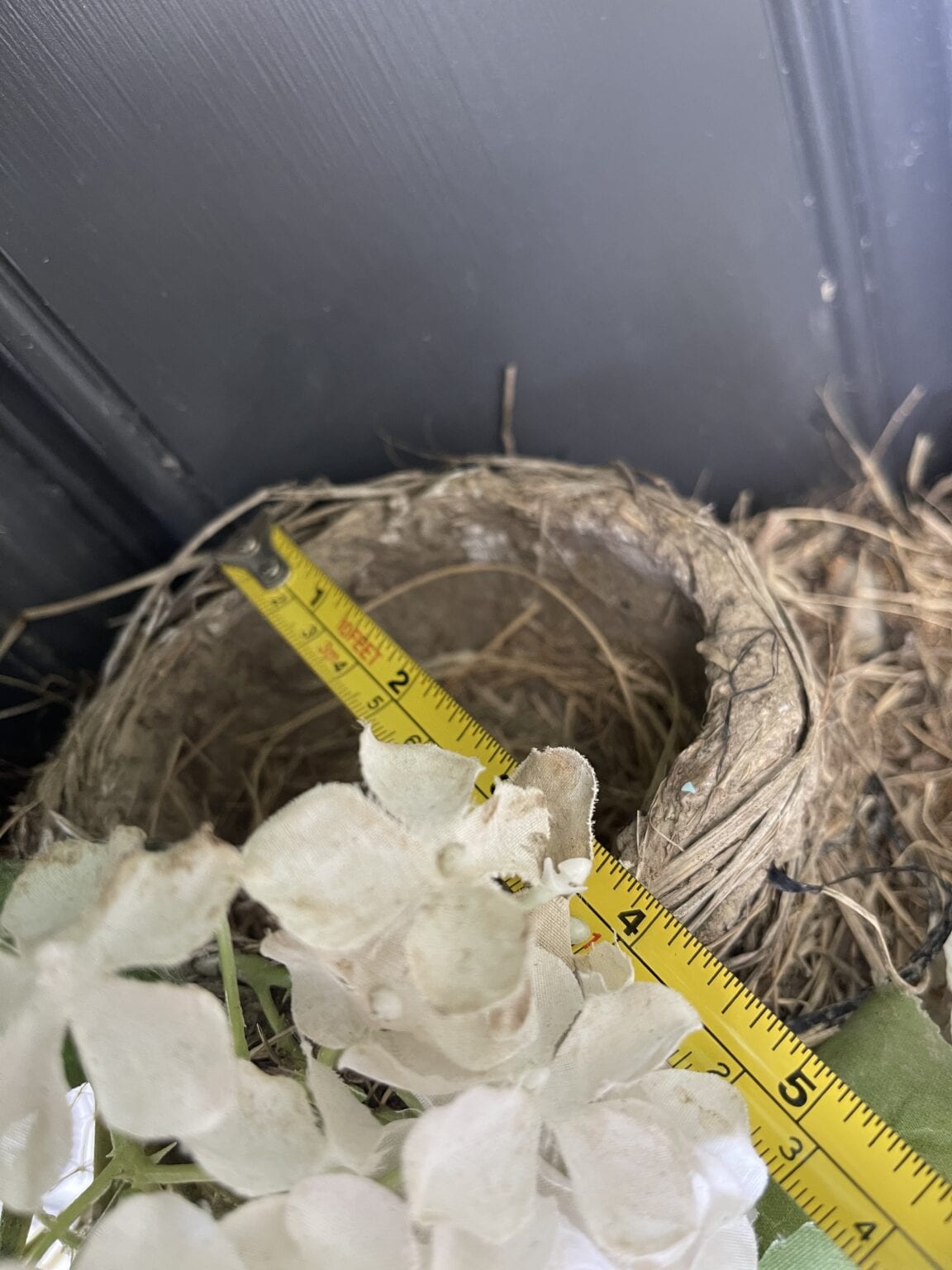 Do Robins Reuse Nests? (No, But May Repurpose Existing Nests)