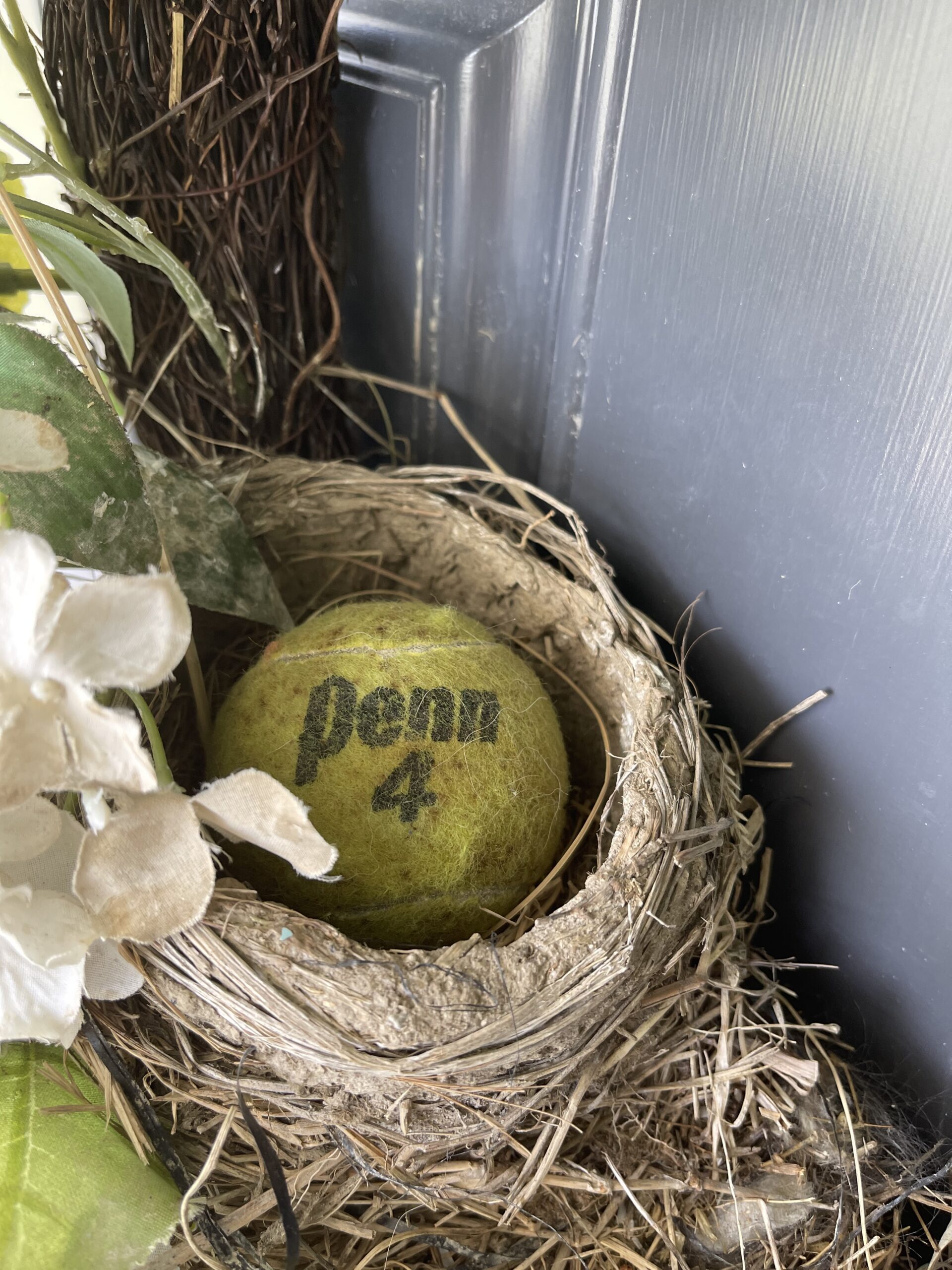 Do Robins Reuse Nests? (No, But May Repurpose Existing Nests)