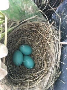 robins reuse nests hatched three