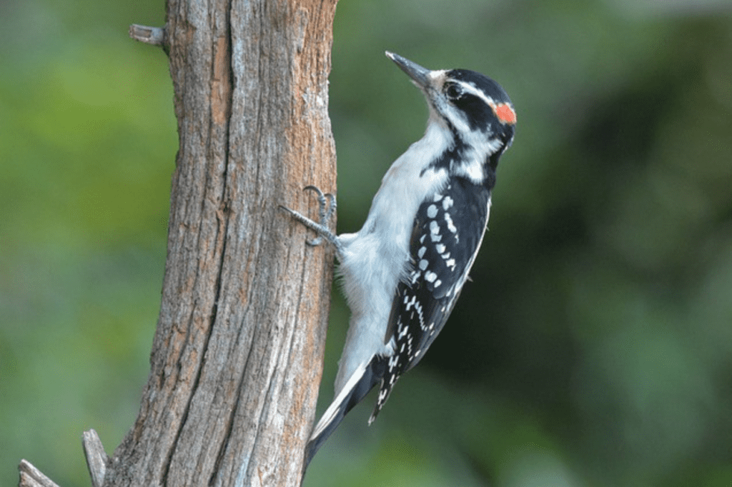 What Birds Have Red Heads? - Hairy Woodpecker