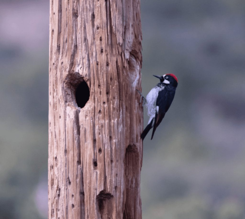 What Birds Have Red Heads? - Acorn Woodpecker