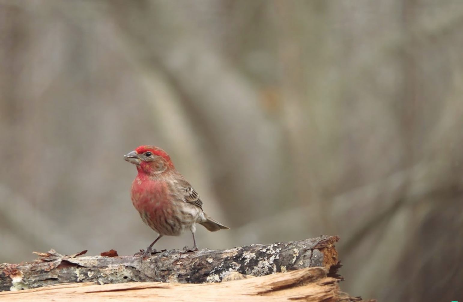 what-birds-have-red-heads-20-birds-with-pictures-and-videos