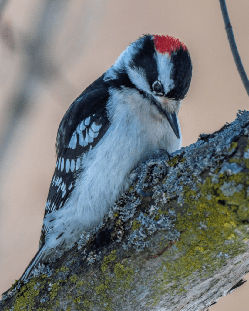 What Birds Have Red Heads? - Downy Woodpecker