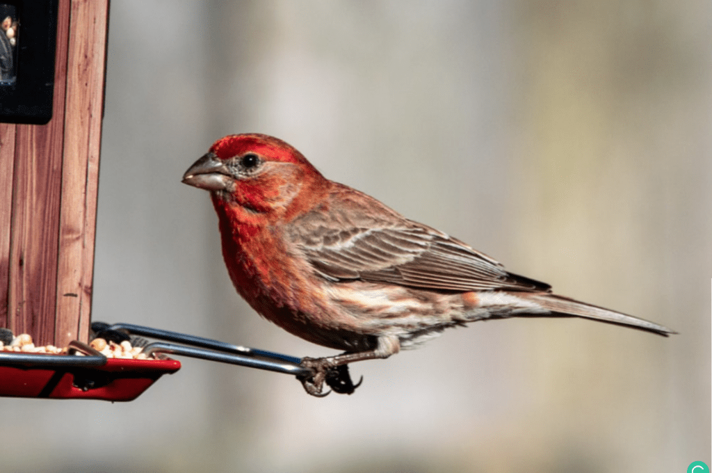 red headed sparrow bird