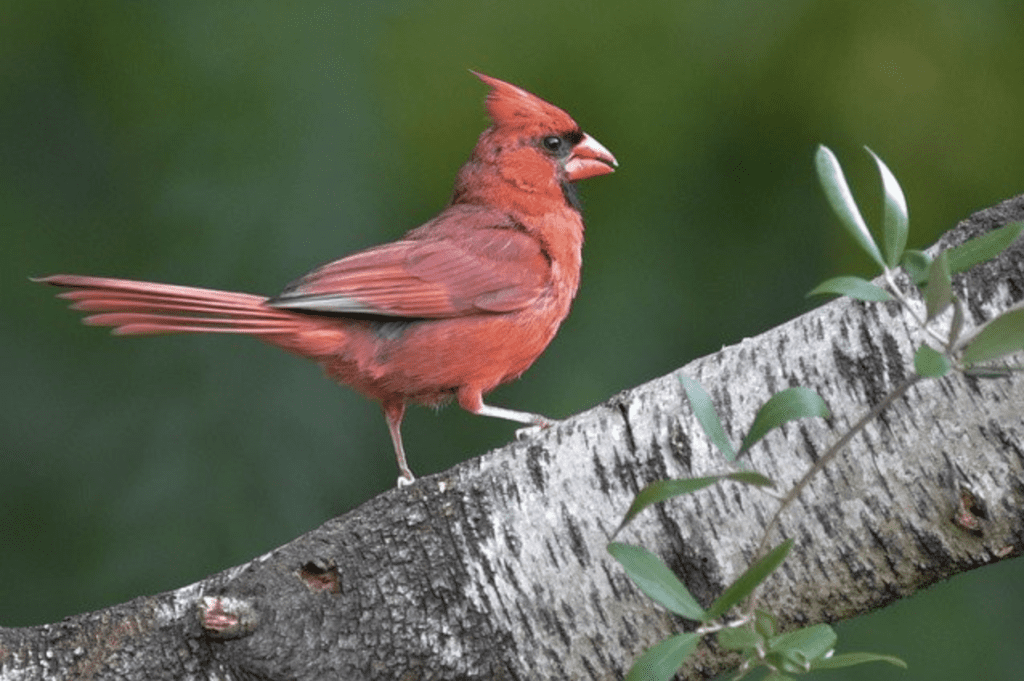 What Birds Have Red Heads? - Northern Cardinal