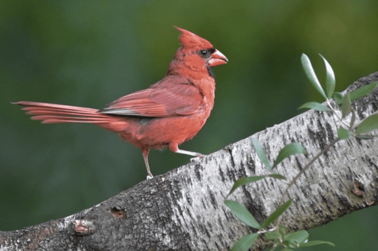 What Birds Have Red Heads? (20 Birds with Pictures and Videos)