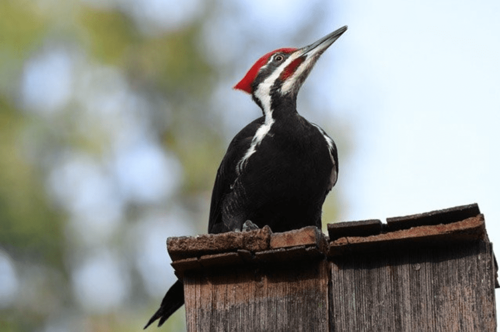 What Birds Have Red Heads? - Pileated Woodpecker