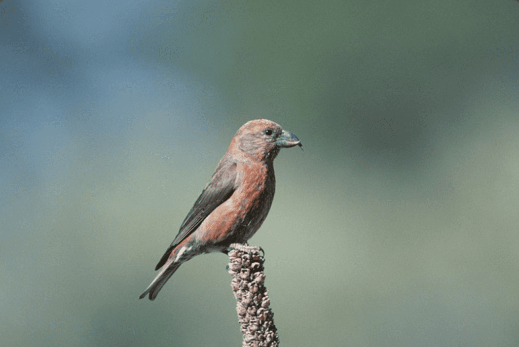 What Birds Have Red Heads? - Red Crossbill