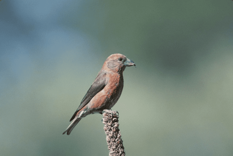 What Birds Have Red Heads? (20 Birds with Pictures and Videos)