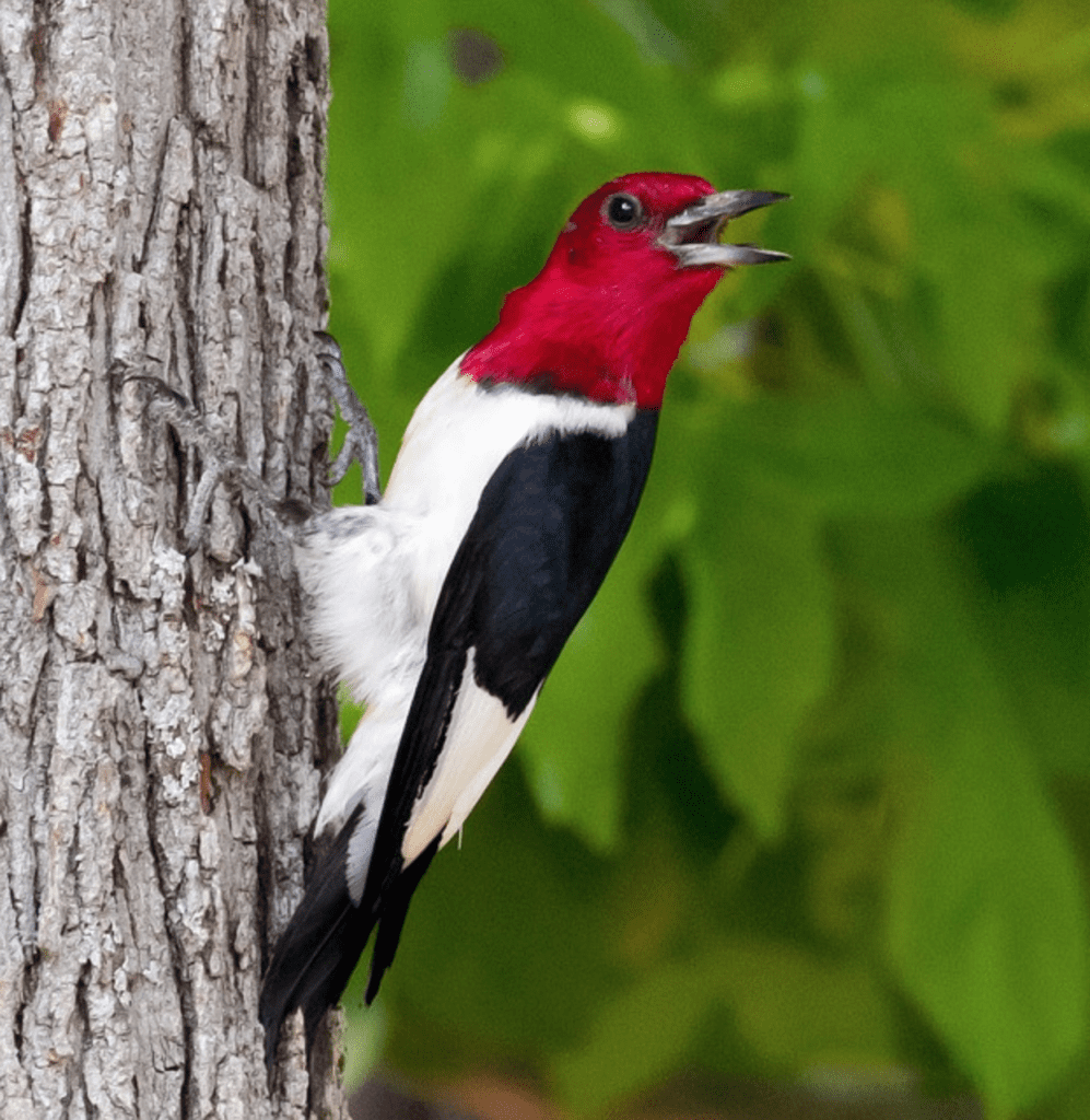 What Birds Have Red Heads? - Red-Headed Woodpecker