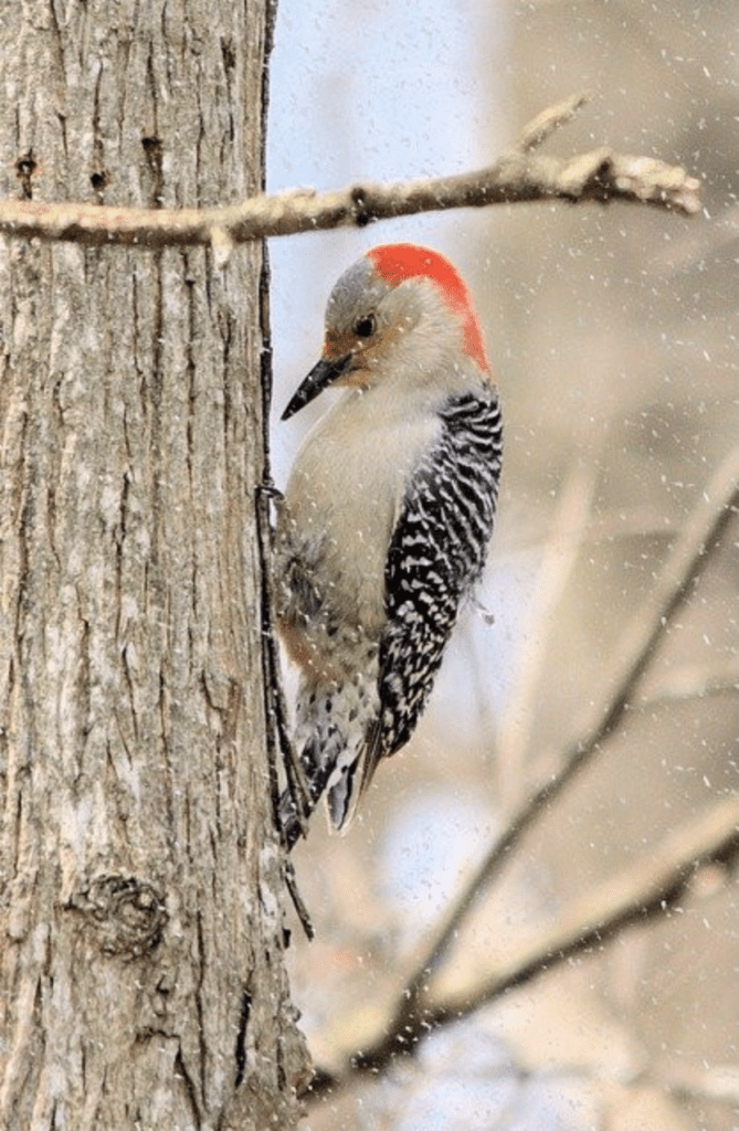What Birds Have Red Heads? - Red-bellied Woodpecker