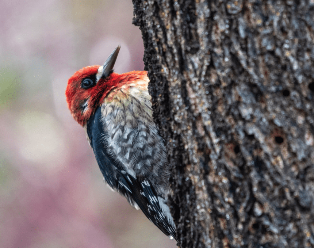What Birds Have Red Heads? - Red-breasted Sapsucker