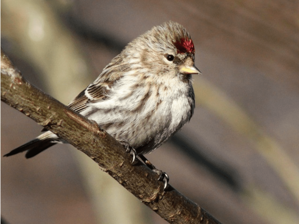 What Birds Have Red Heads? - Redpoll