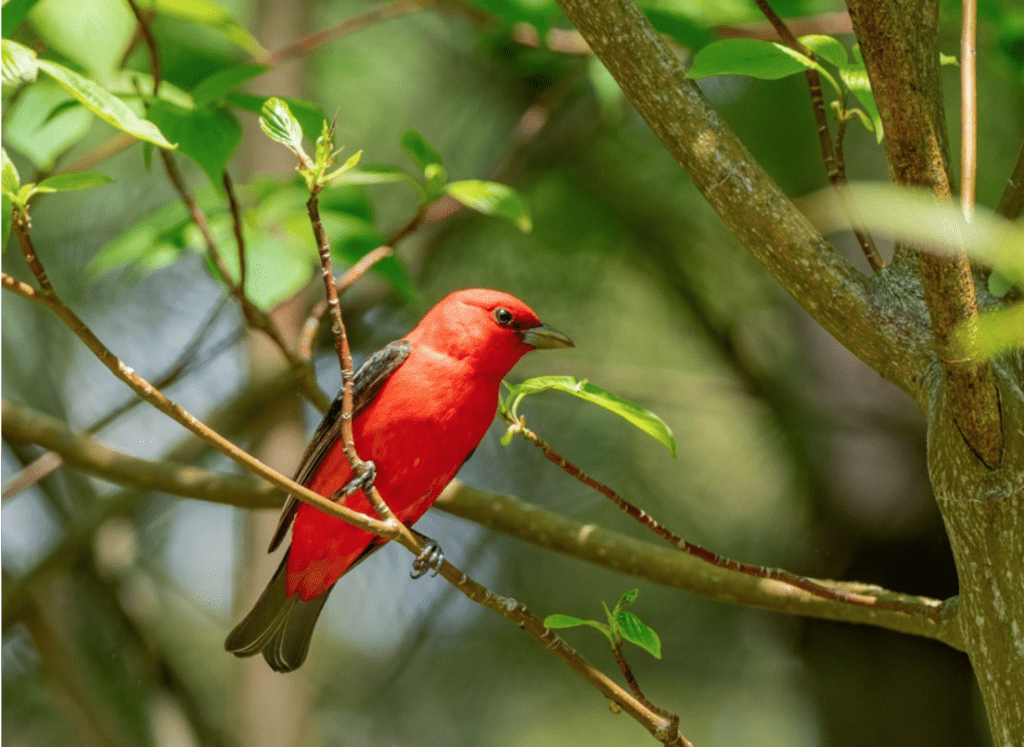 What Birds Have Red Heads? - Scarlet Tanager
